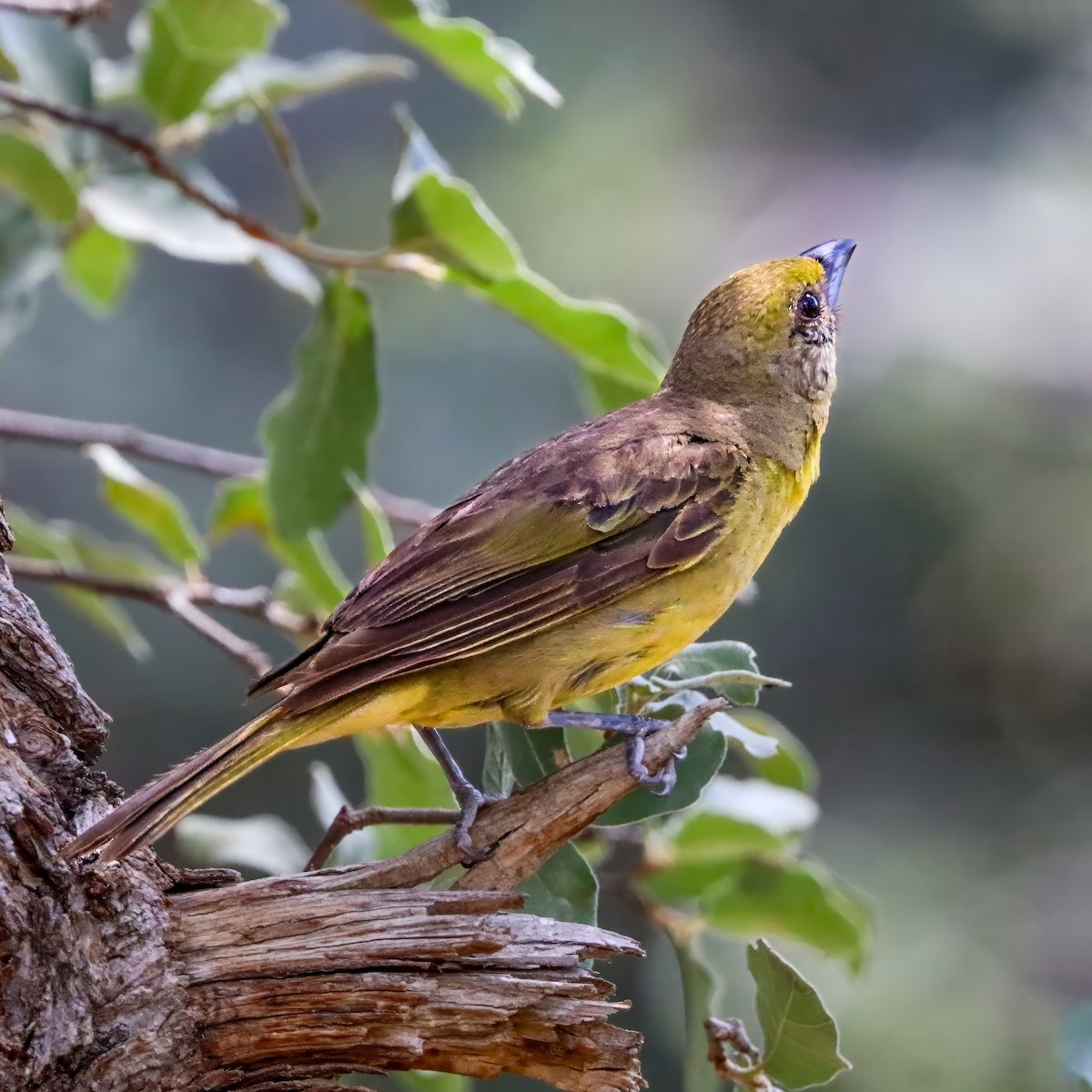 Hepatic Tanager - ML642121319