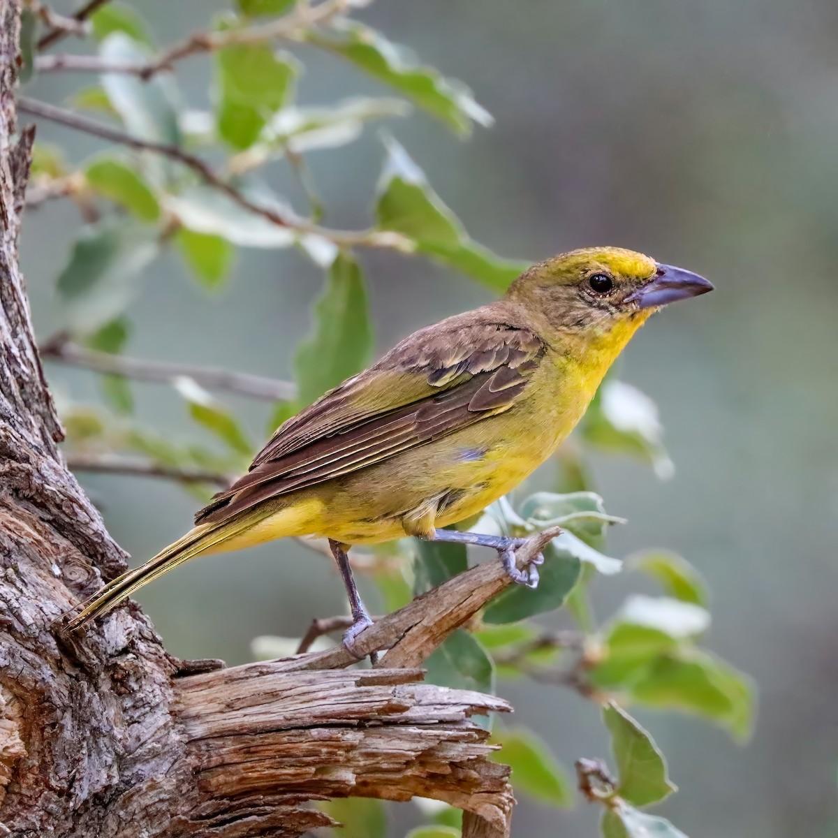 Hepatic Tanager - ML642121321