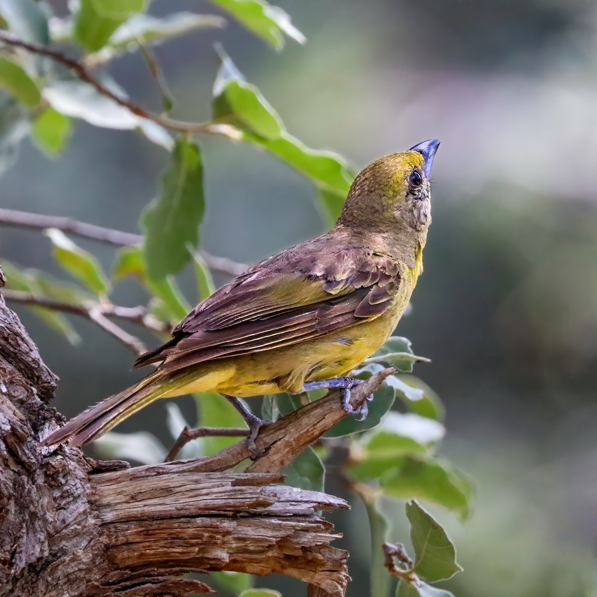 Hepatic Tanager - ML642121322