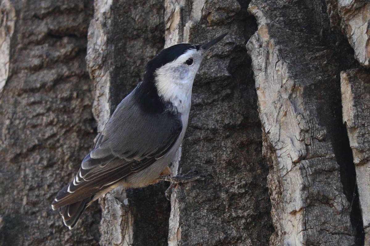 White-breasted Nuthatch - ML642121323