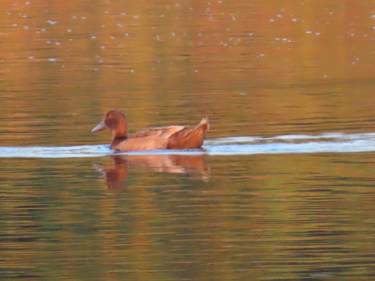 dabbling duck sp. - ML642121324