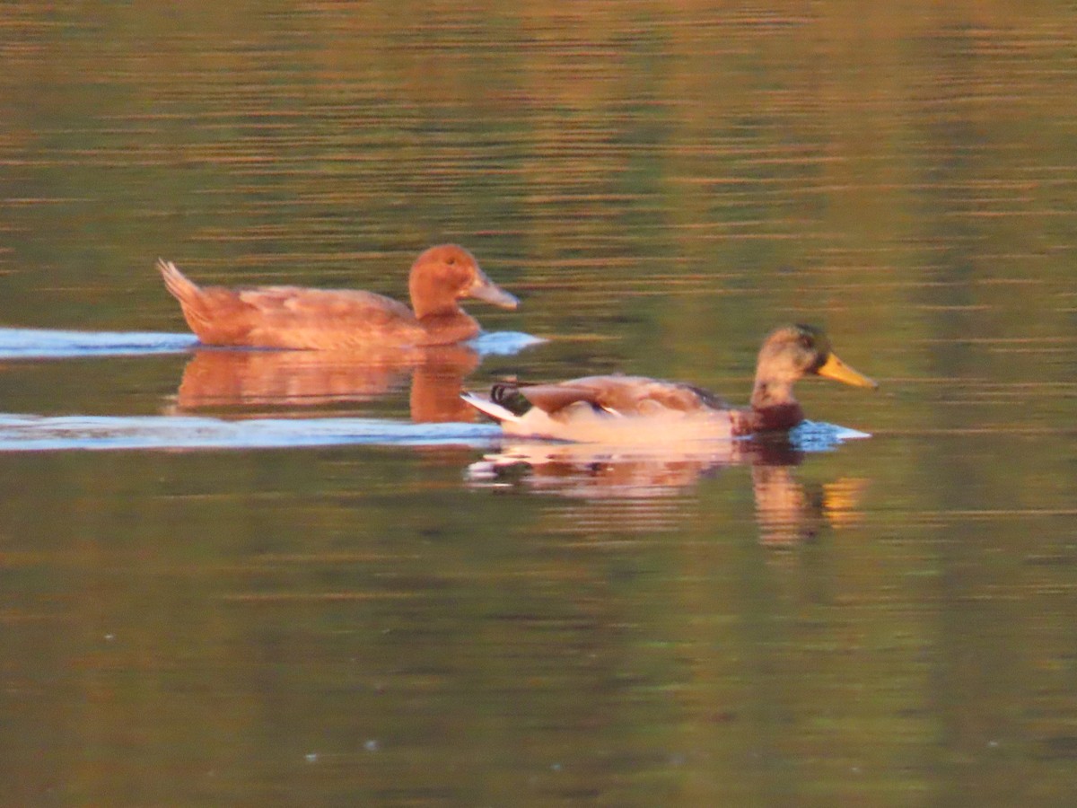 dabbling duck sp. - ML642121325