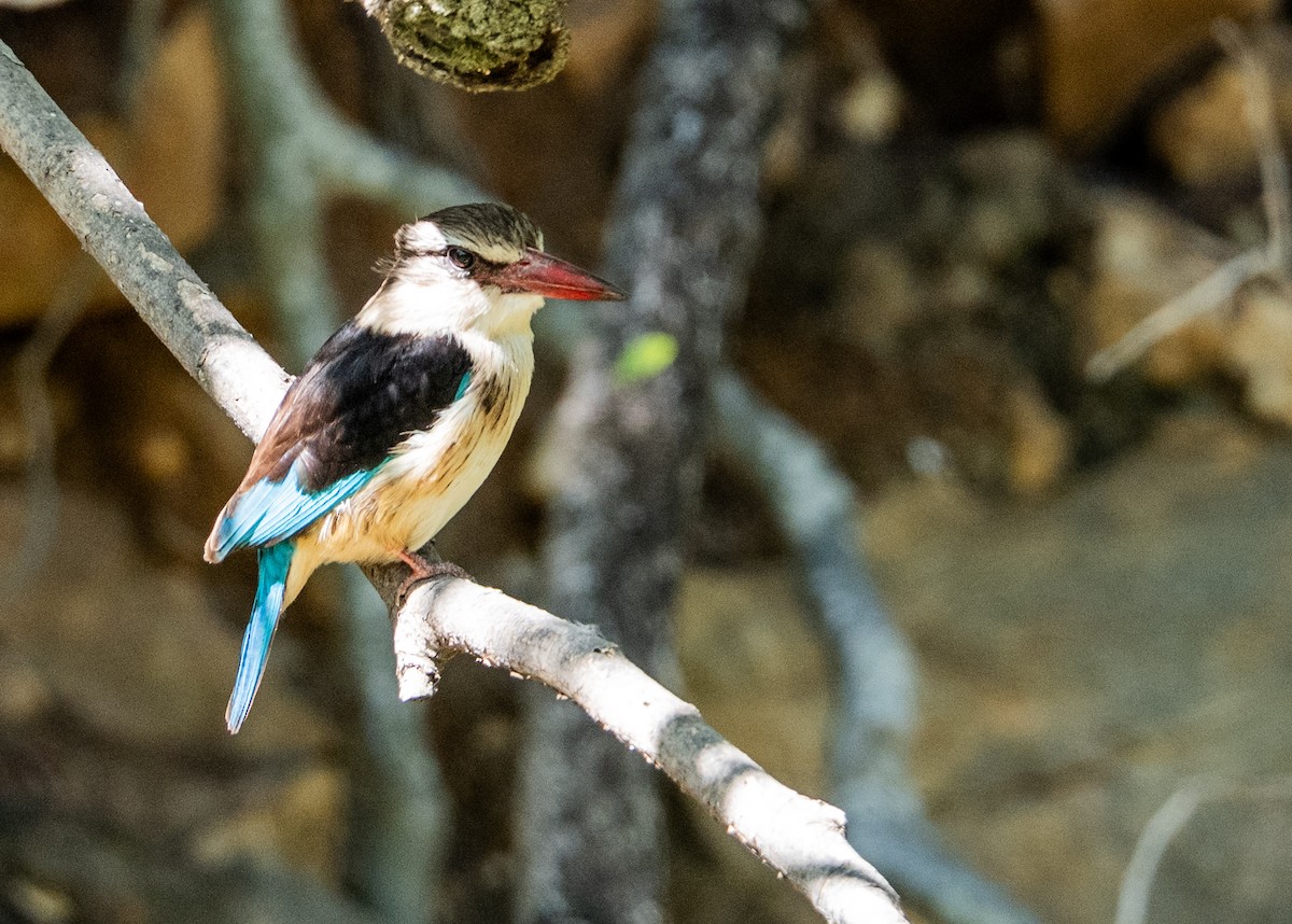 Brown-hooded Kingfisher - ML642121327