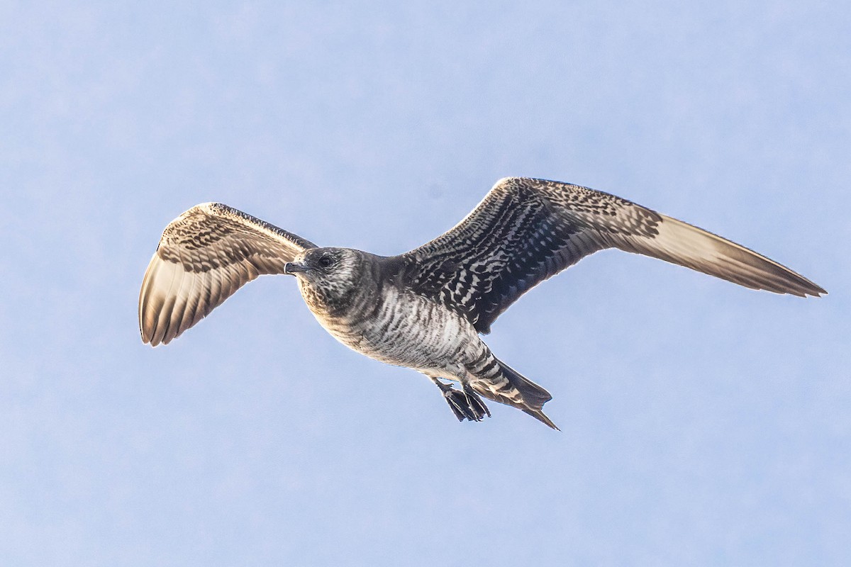 Parasitic Jaeger - ML642121329