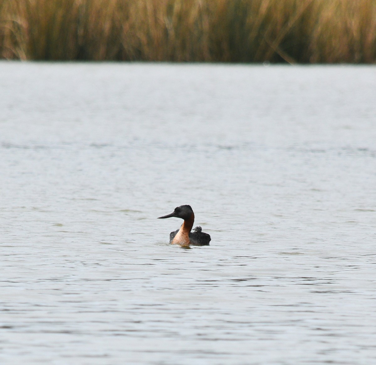 Great Grebe - ML642121332