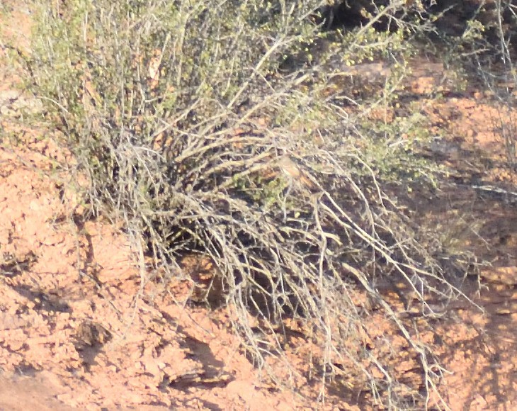 Ash-throated Flycatcher - ML642121333