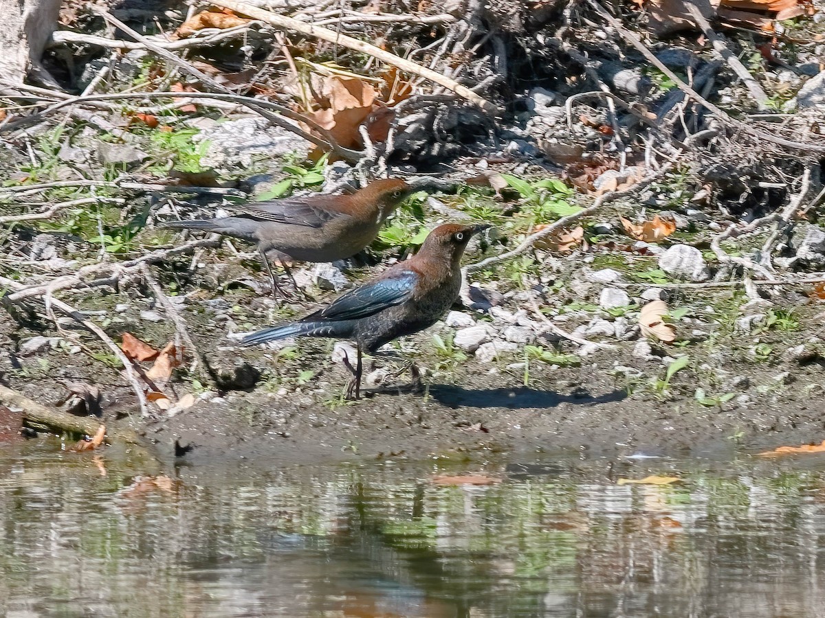Rusty Blackbird - ML642121334