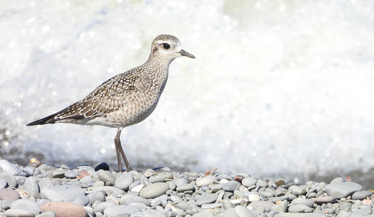 American Golden-Plover - ML642121336