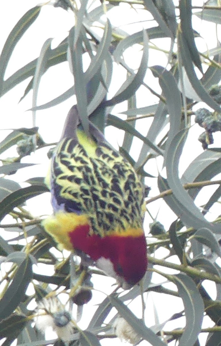 Eastern Rosella - ML642121338