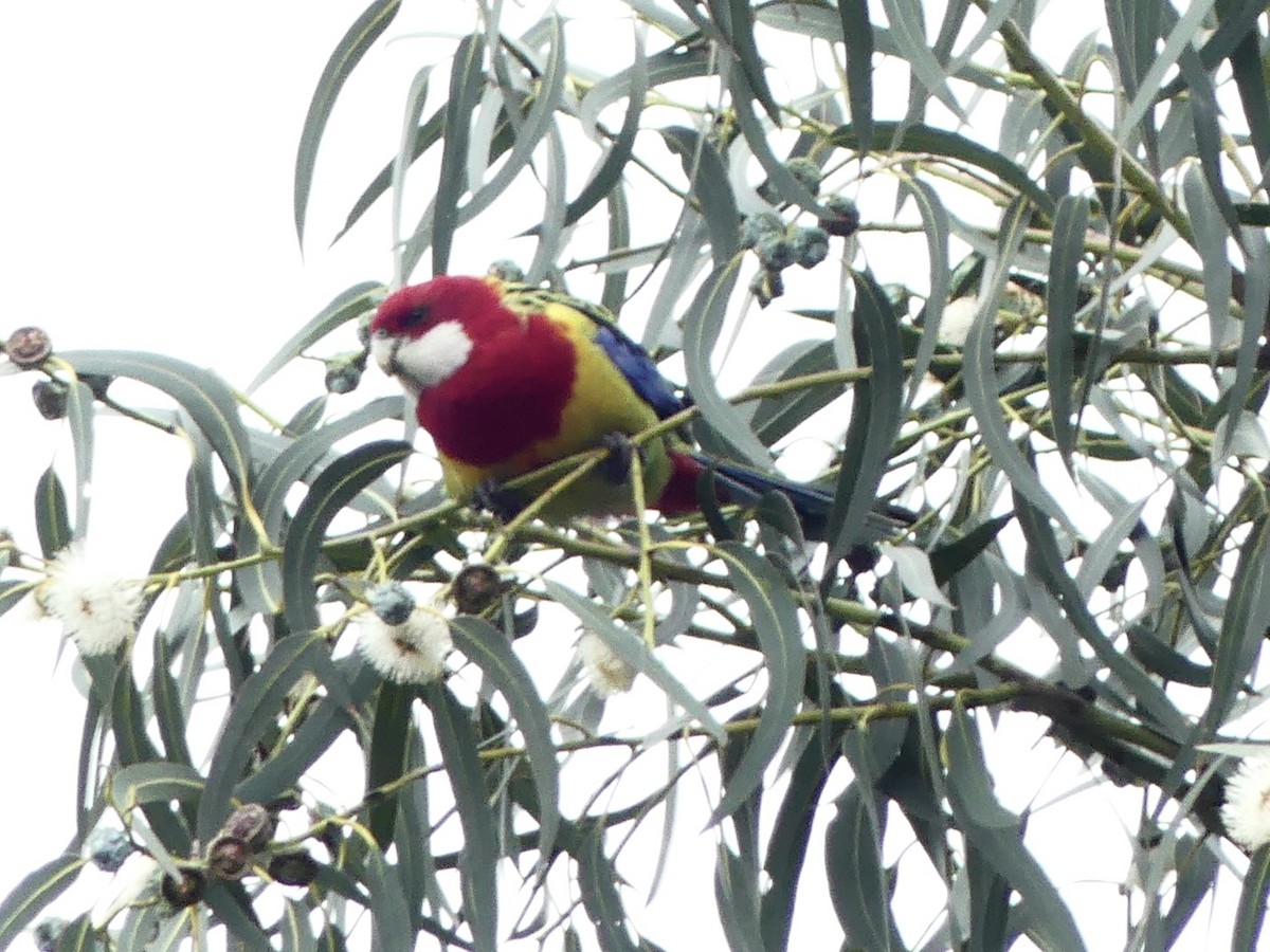 Eastern Rosella - ML642121339