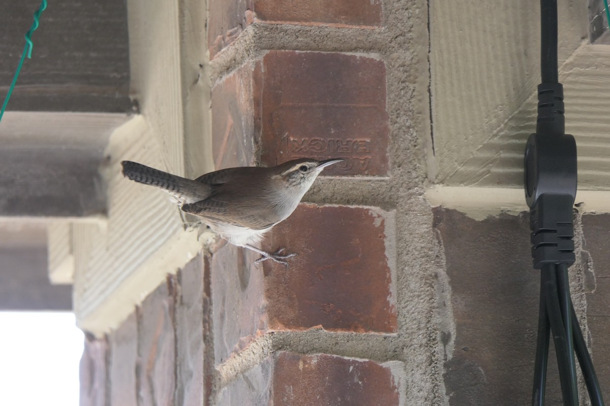 Bewick's Wren - ML642121341