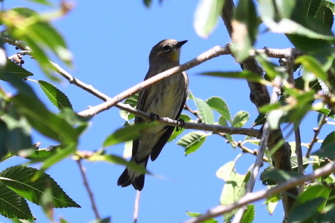 Yellow-rumped Warbler - ML642121342