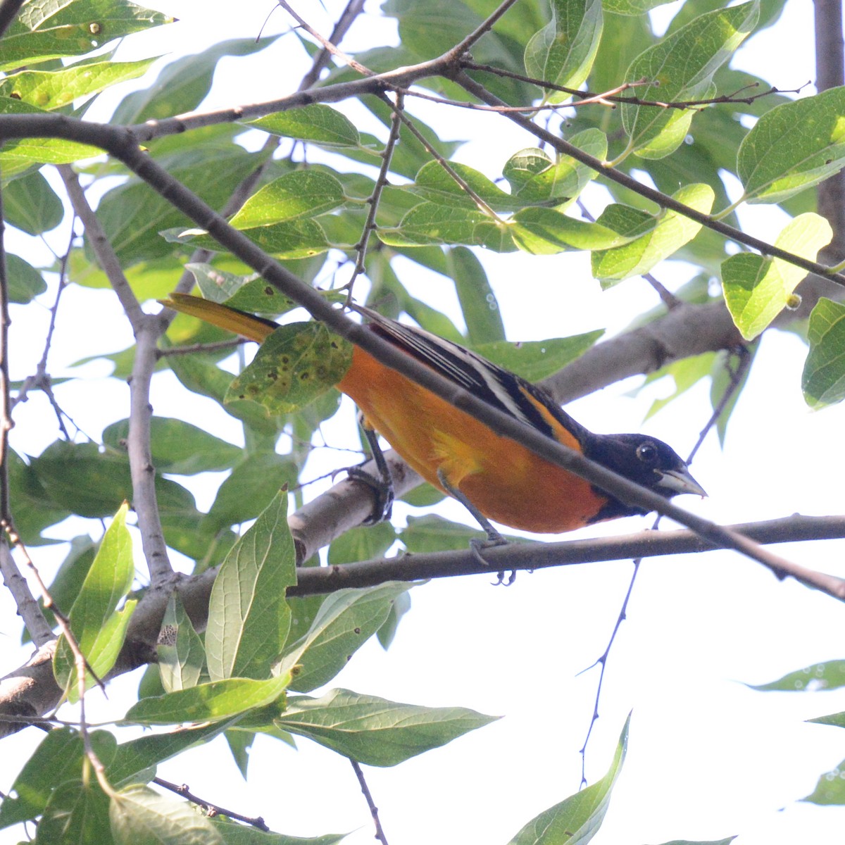 Baltimore Oriole - ML642121343