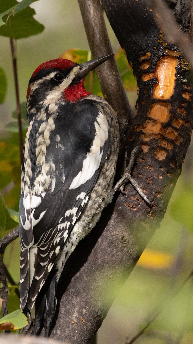 Red-naped Sapsucker - ML642121347
