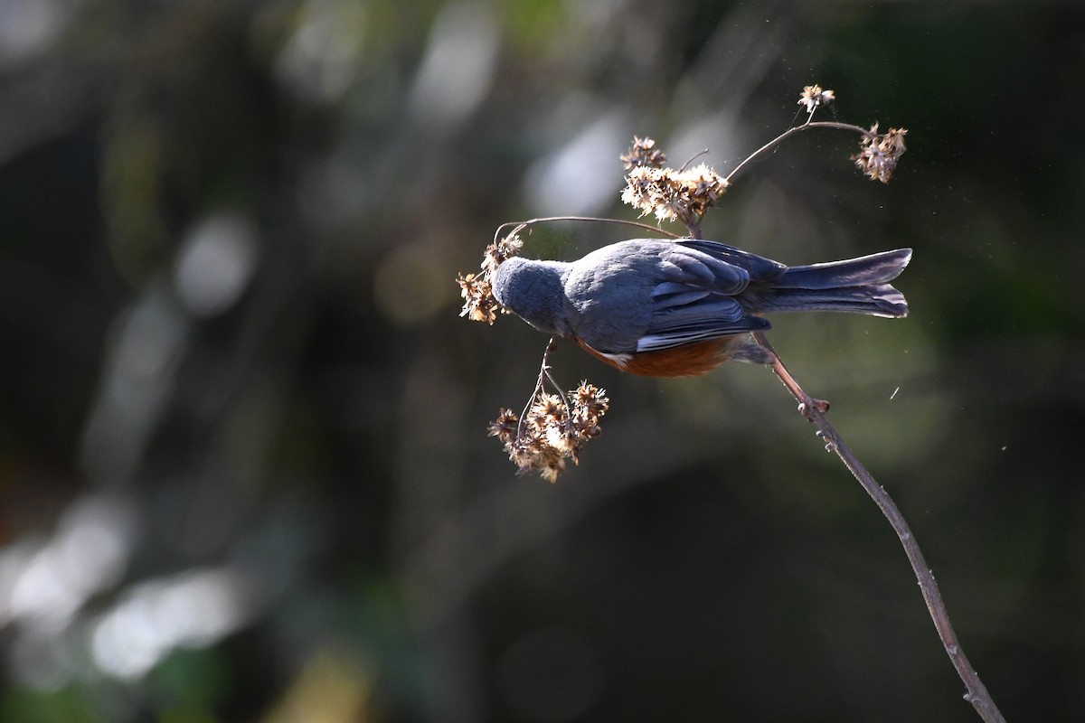 Bay-chested Warbling Finch - ML642121349