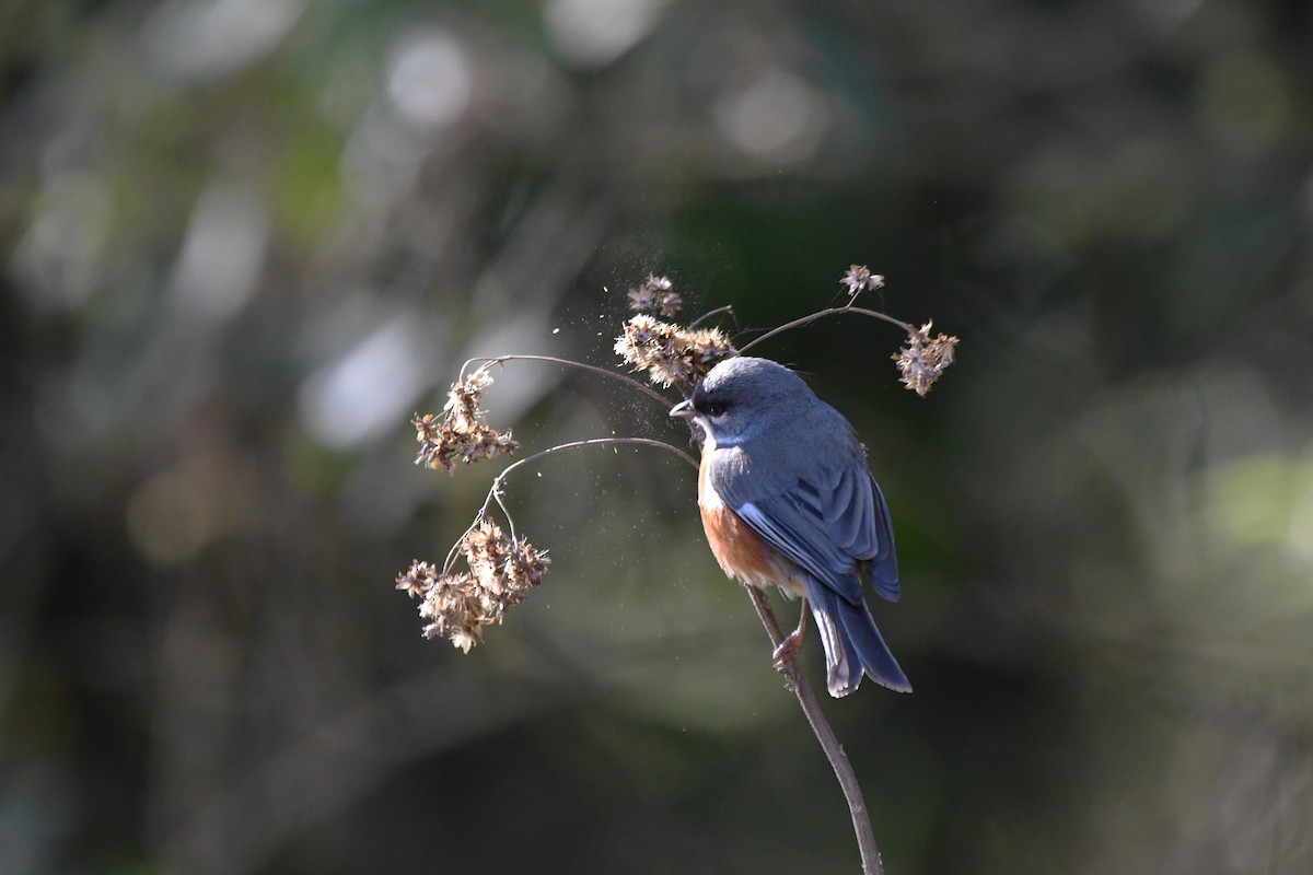 Bay-chested Warbling Finch - ML642121350