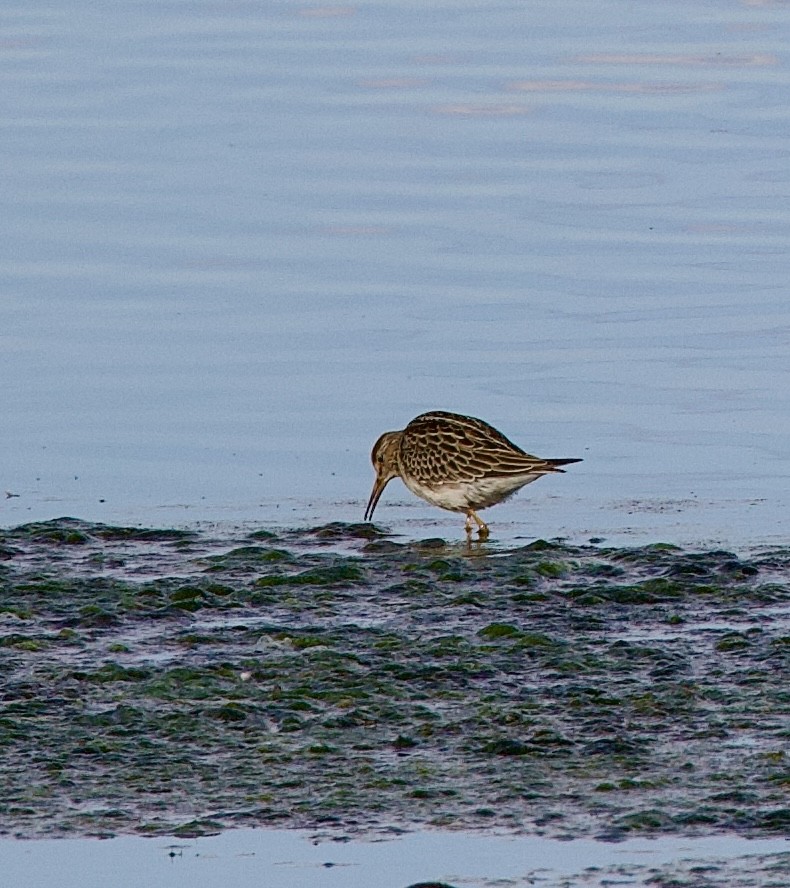 Pectoral Sandpiper - ML642121356