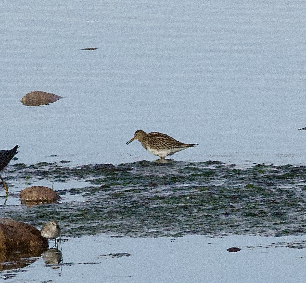 Pectoral Sandpiper - ML642121357
