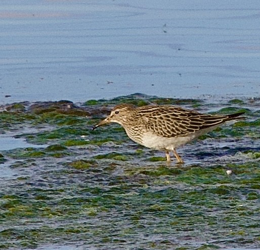 Pectoral Sandpiper - ML642121358