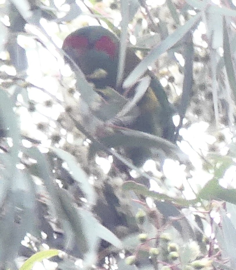Musk Lorikeet - ML642121359