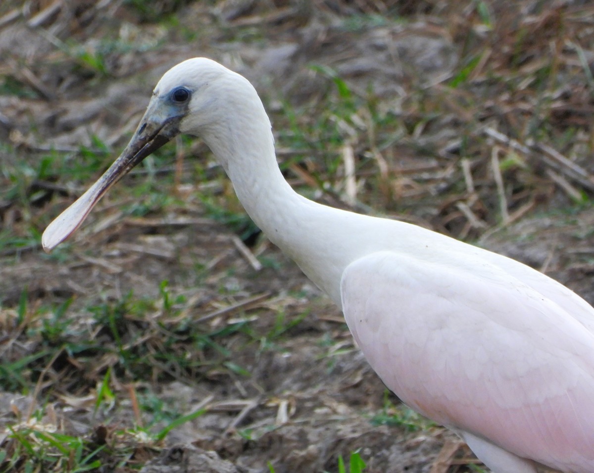Roseate Spoonbill - ML642121367