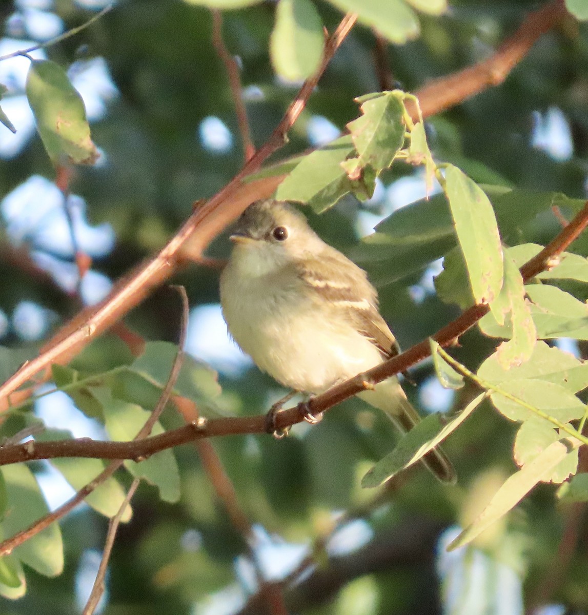 Least Flycatcher - ML642121368