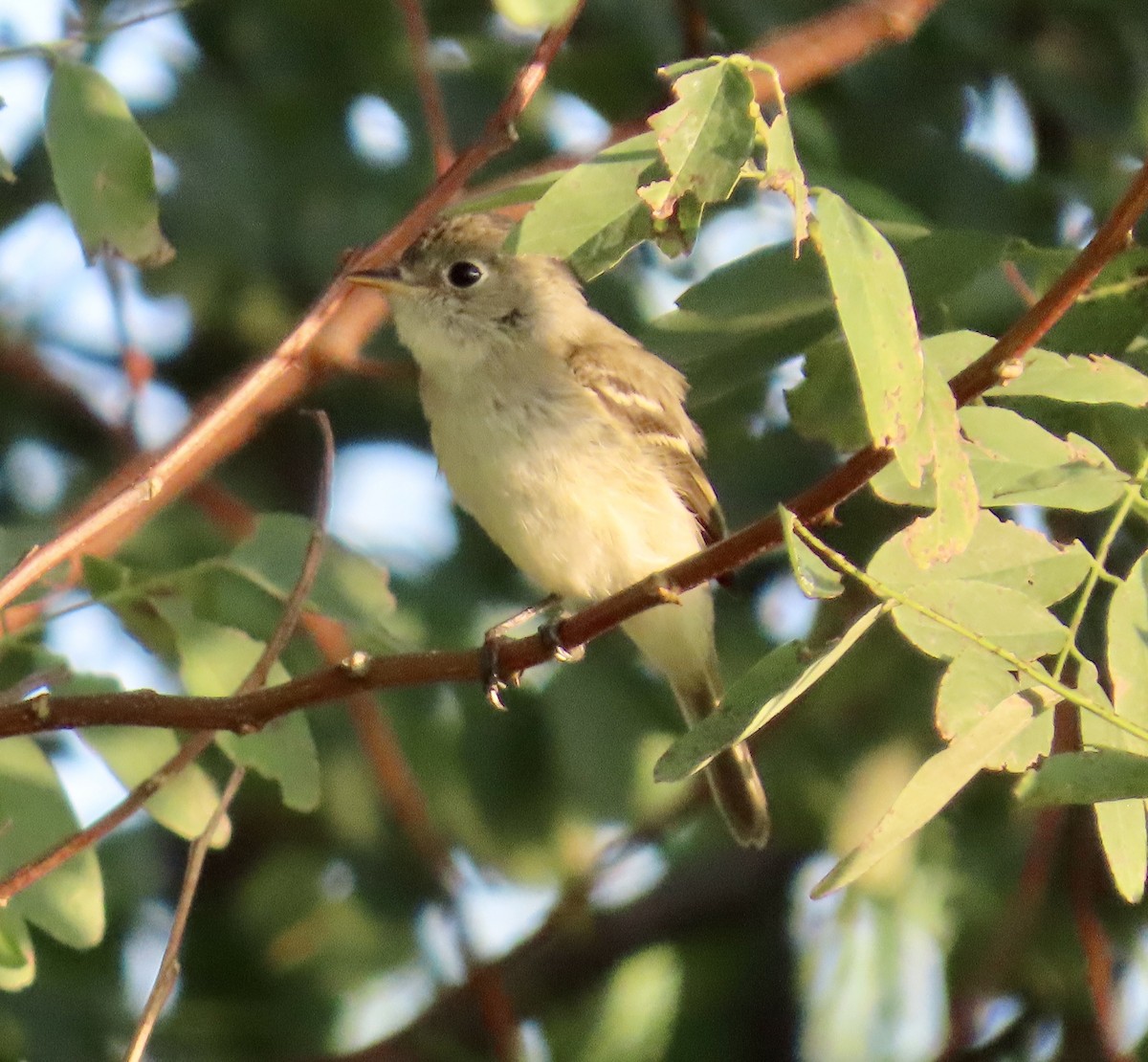 Least Flycatcher - ML642121369