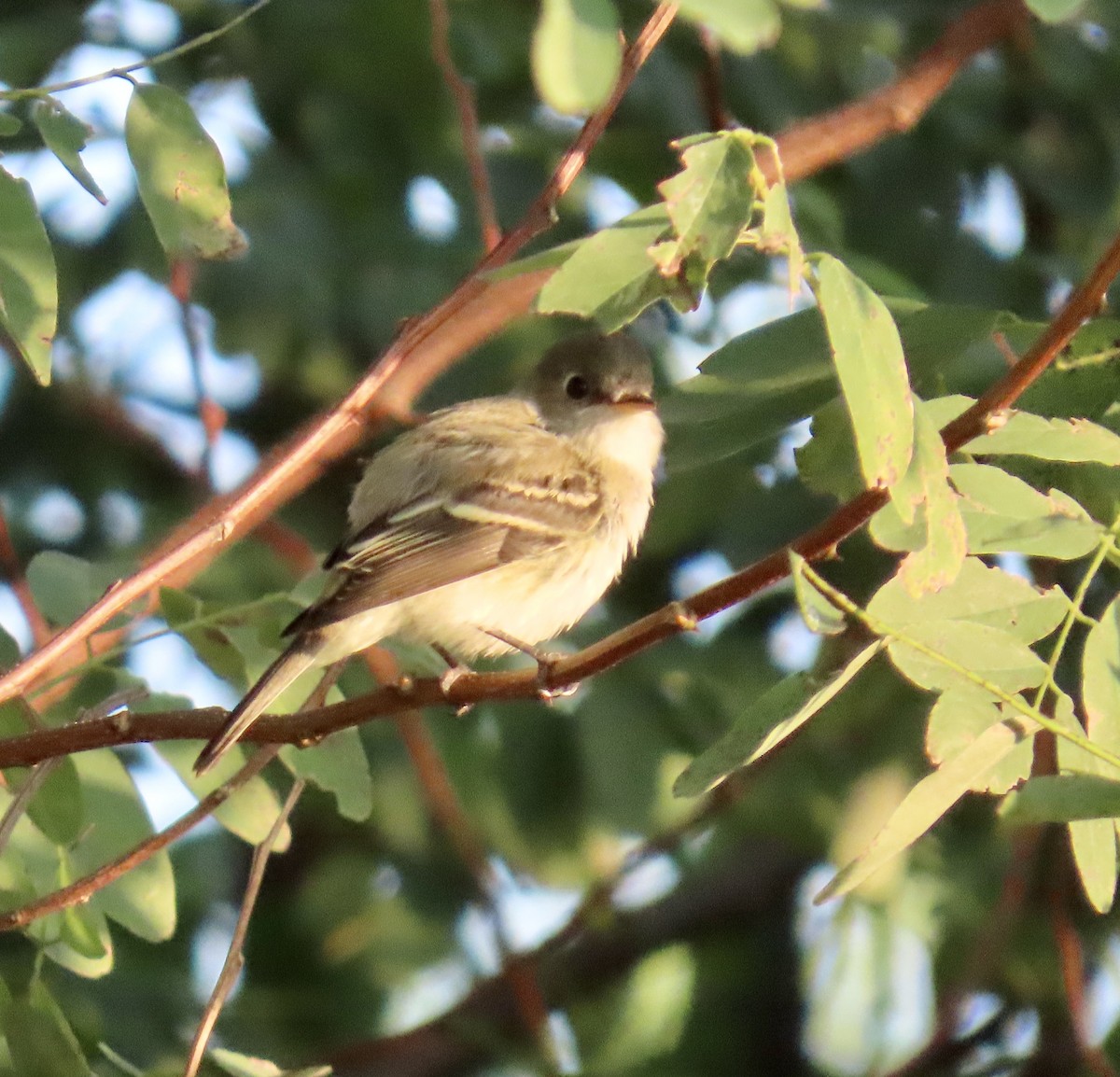 Least Flycatcher - ML642121370
