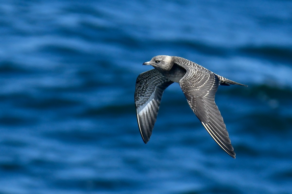 Long-tailed Jaeger - ML642121373