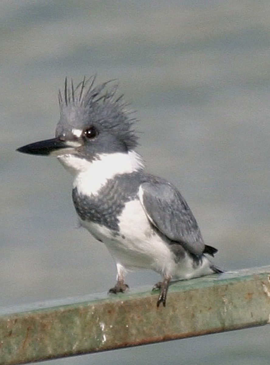 Martin-pêcheur d'Amérique - ML642121376