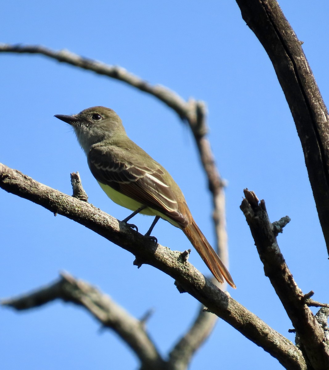 Great Crested Flycatcher - ML642121377