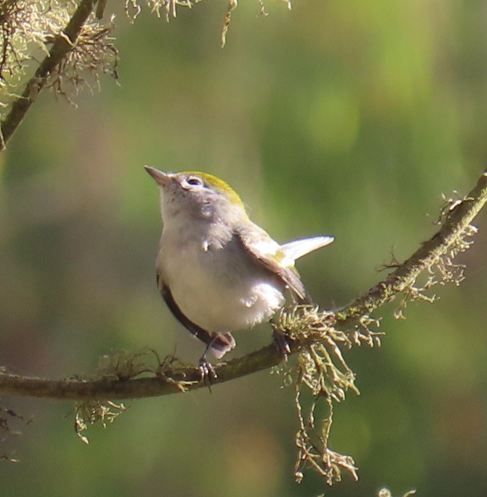 Chestnut-sided Warbler - ML642121383