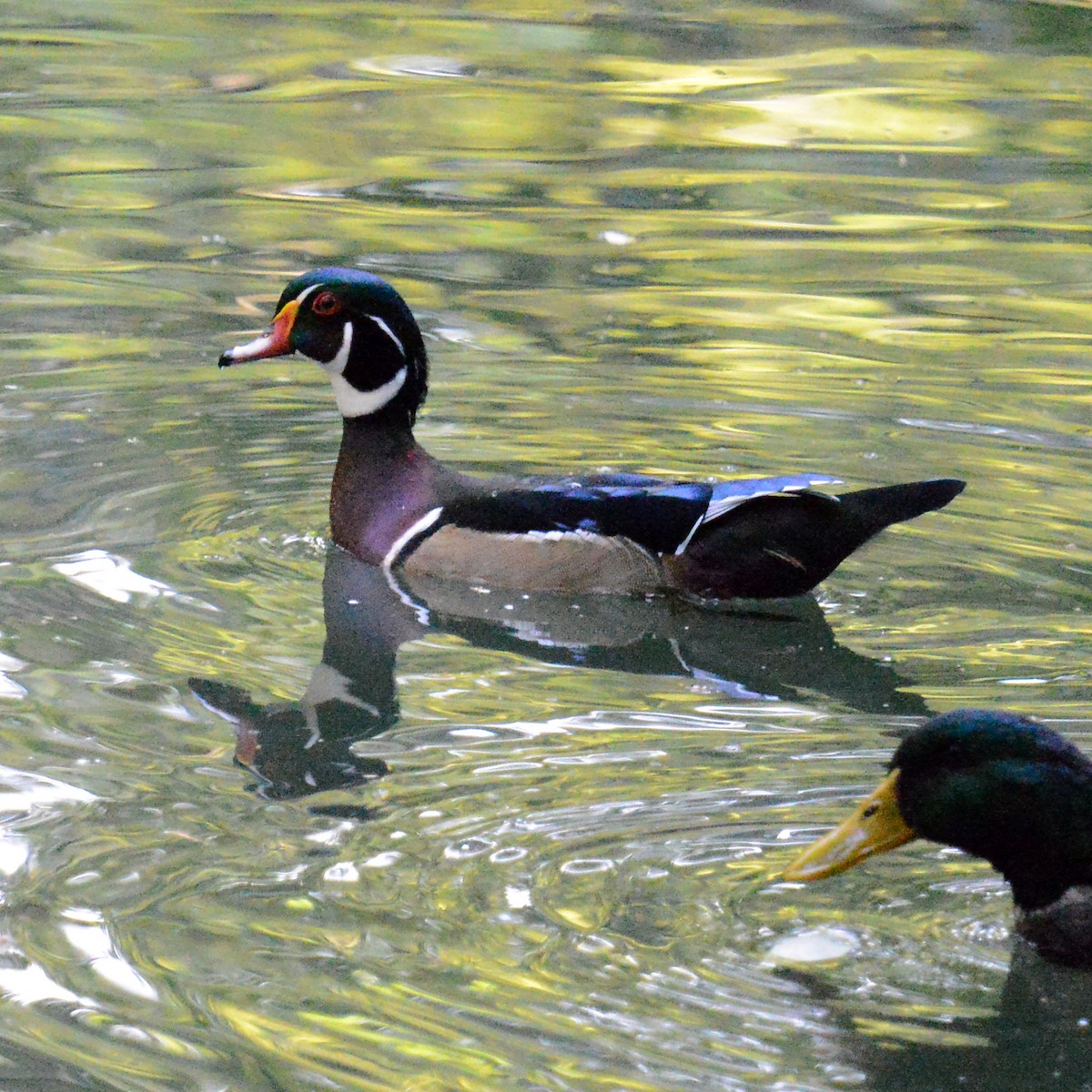 Wood Duck - ML642121384