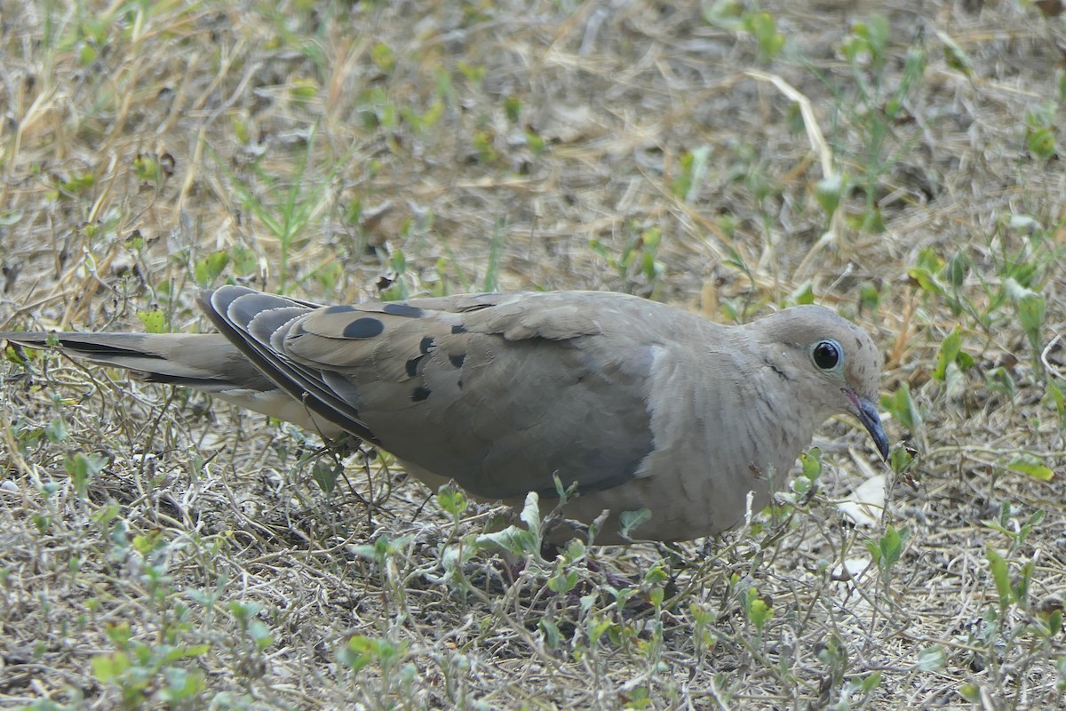 Mourning Dove - ML642121390