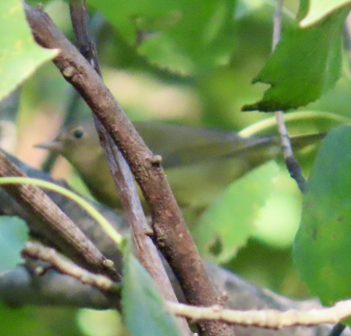 Connecticut Warbler - ML642121399