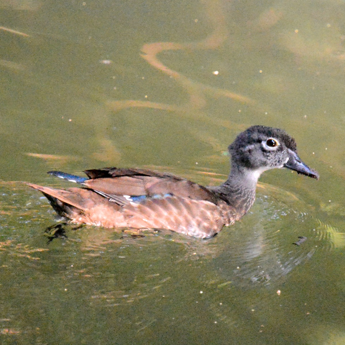 Wood Duck - ML642121400