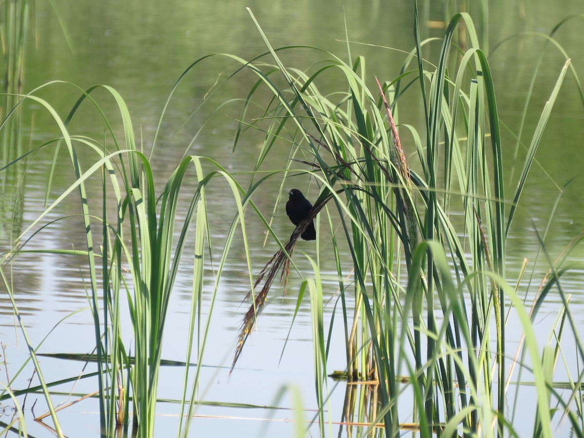 Chestnut-capped Blackbird - ML642121404