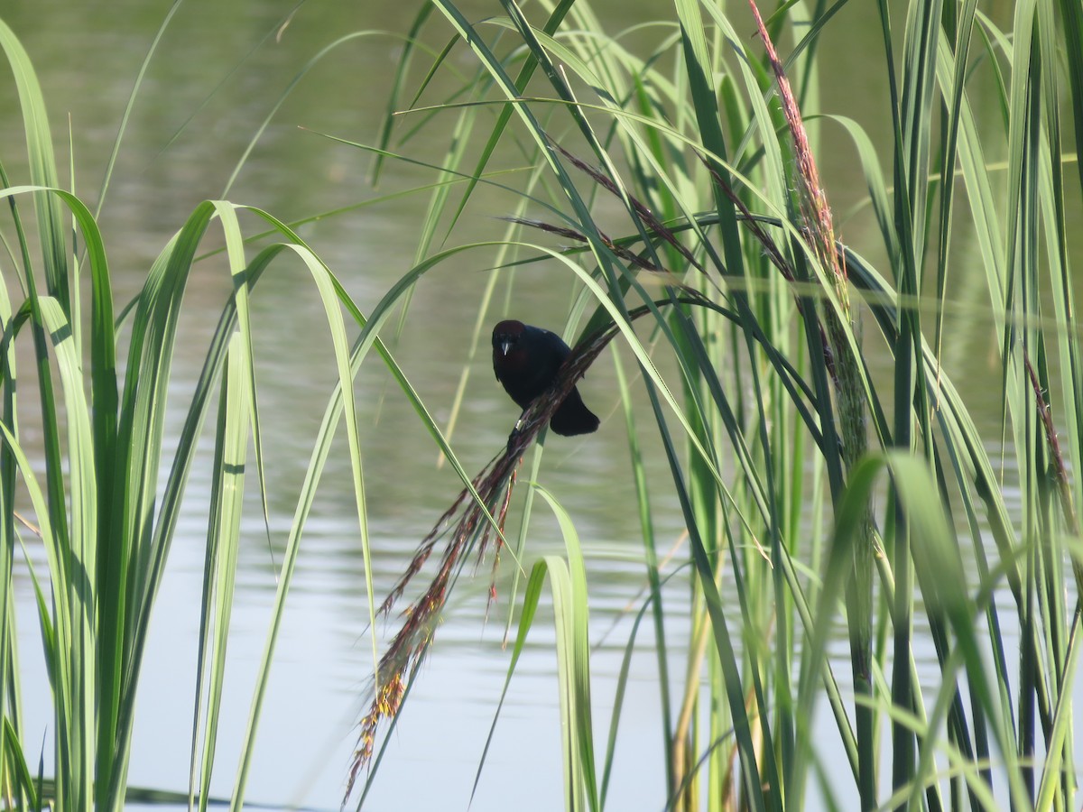 Chestnut-capped Blackbird - ML642121405