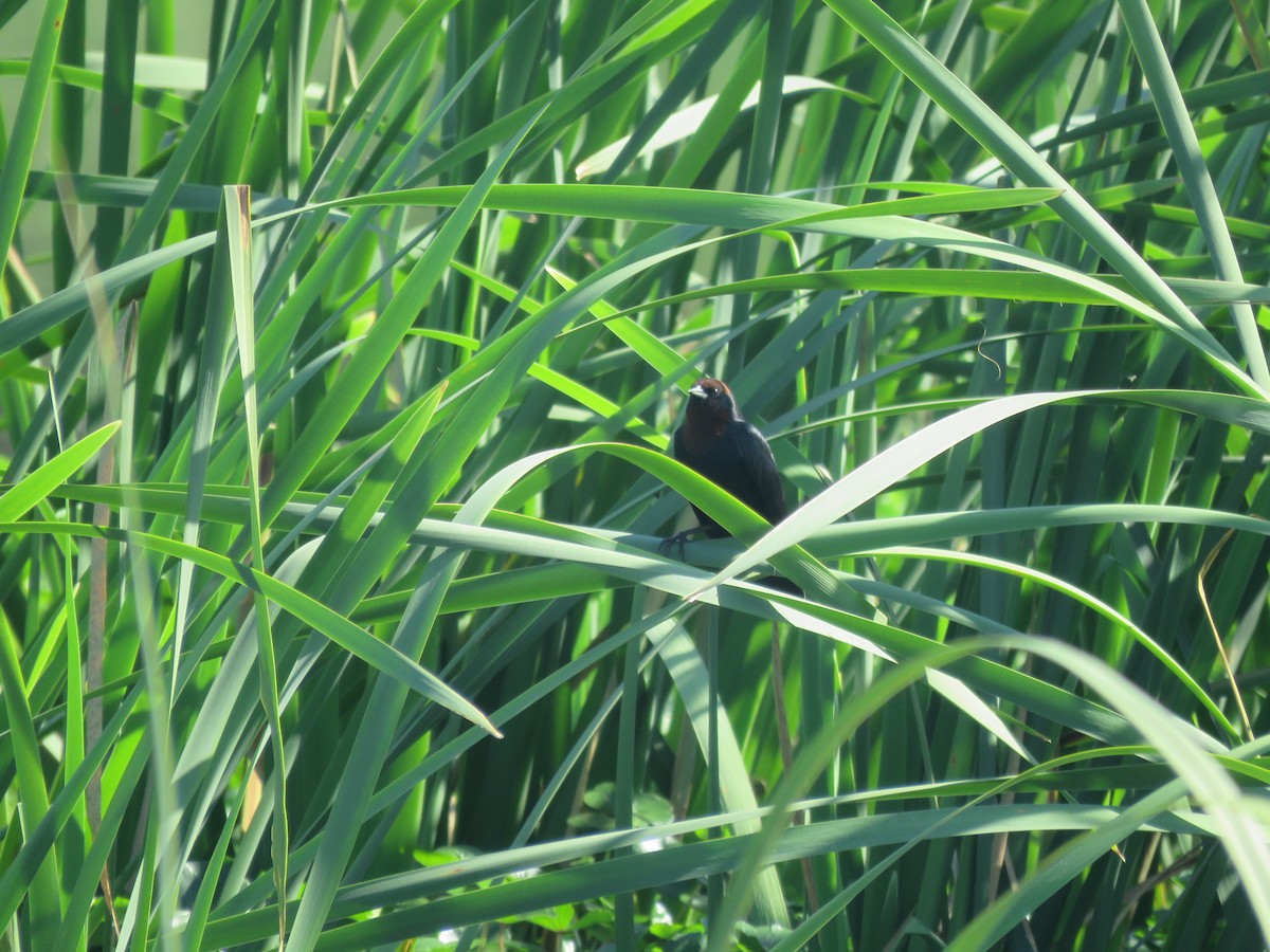 Chestnut-capped Blackbird - ML642121406