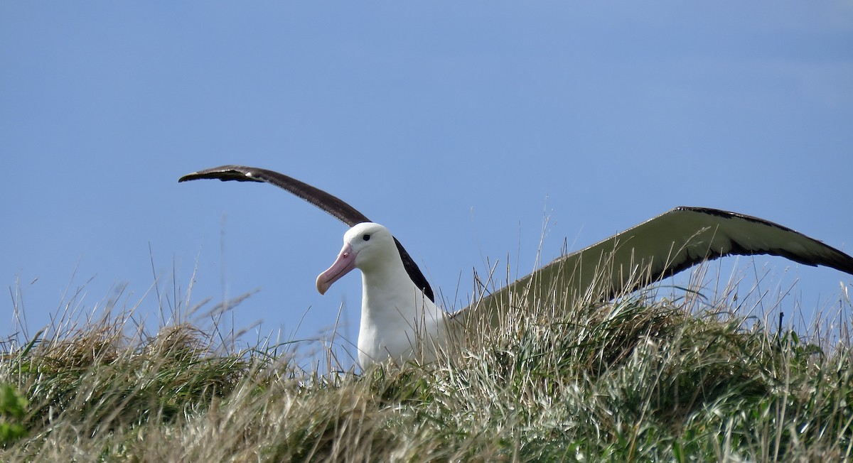Northern Royal Albatross - ML642121416