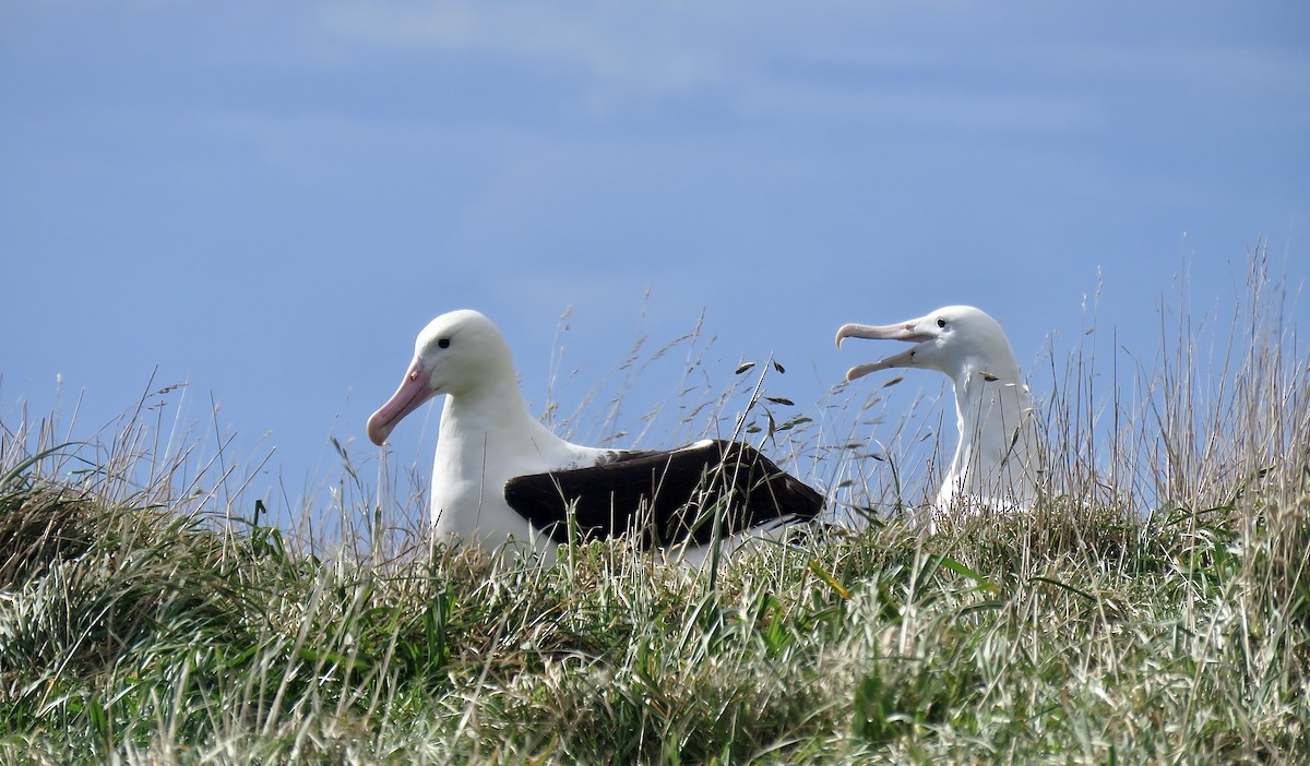 Northern Royal Albatross - ML642121417