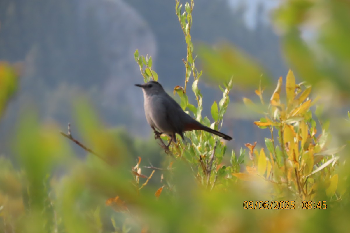 Gray Catbird - ML642121431