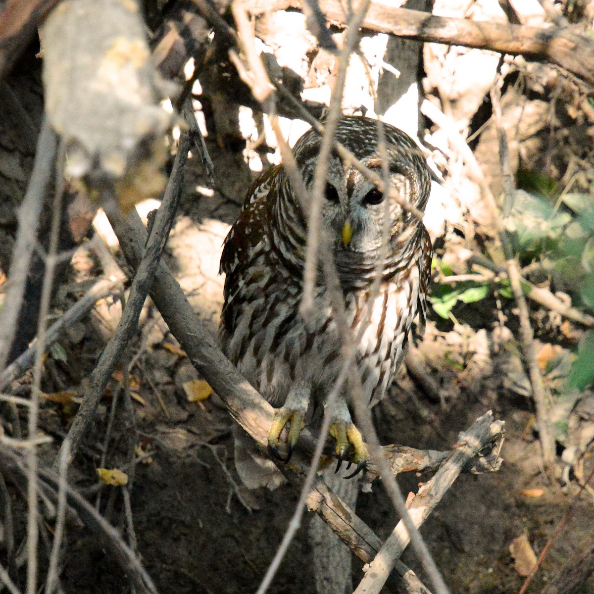 Barred Owl - ML642121437