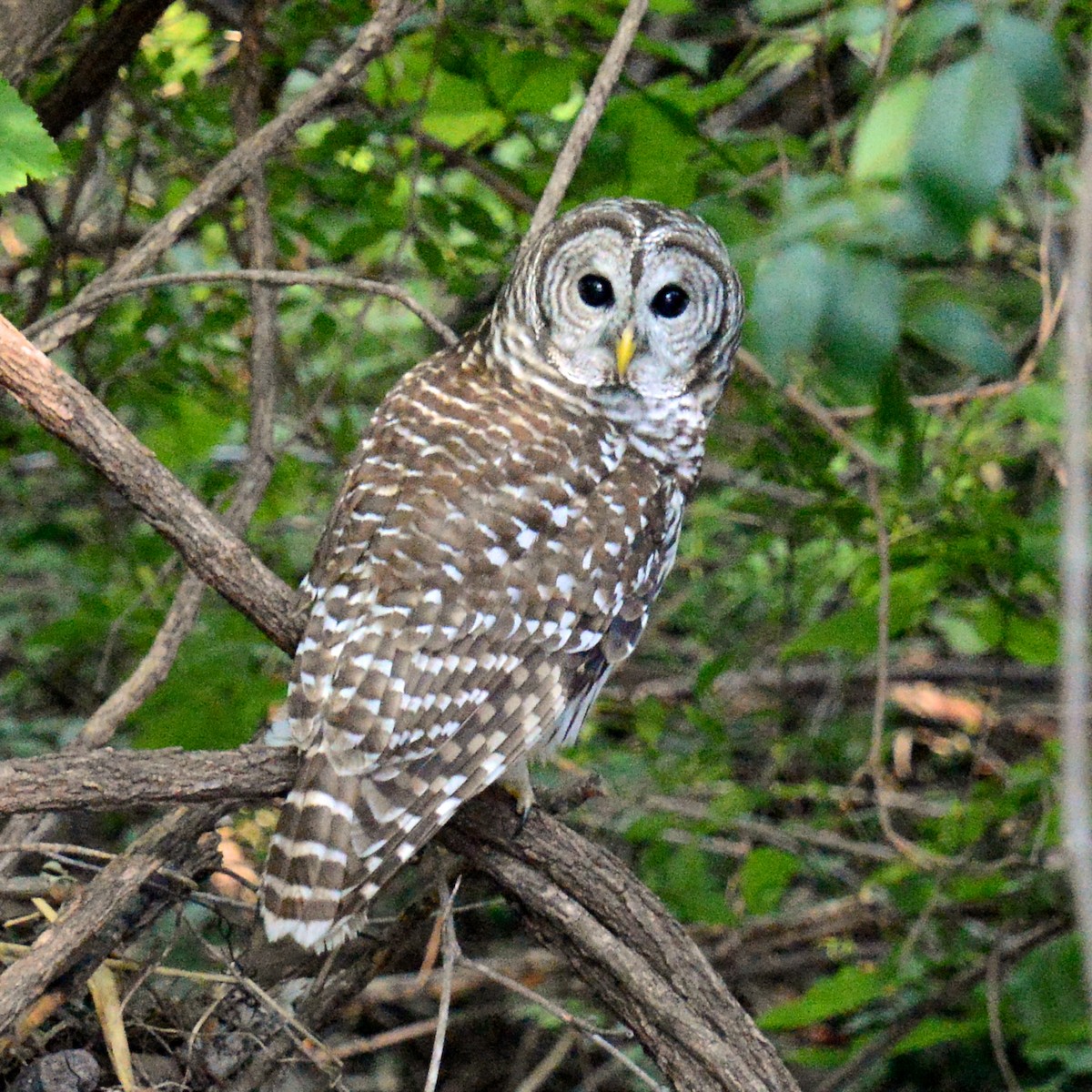Barred Owl - ML642121438