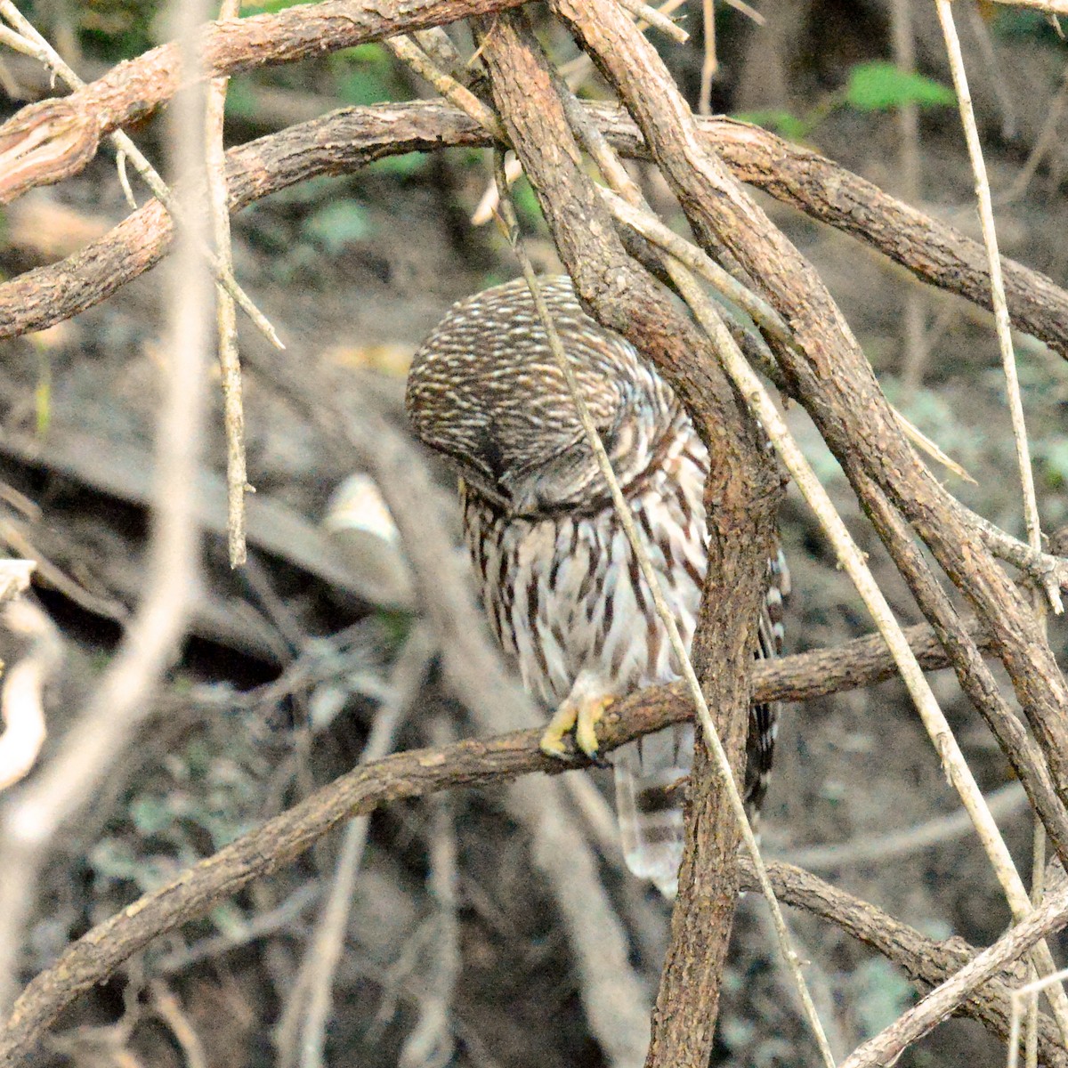 Barred Owl - ML642121439
