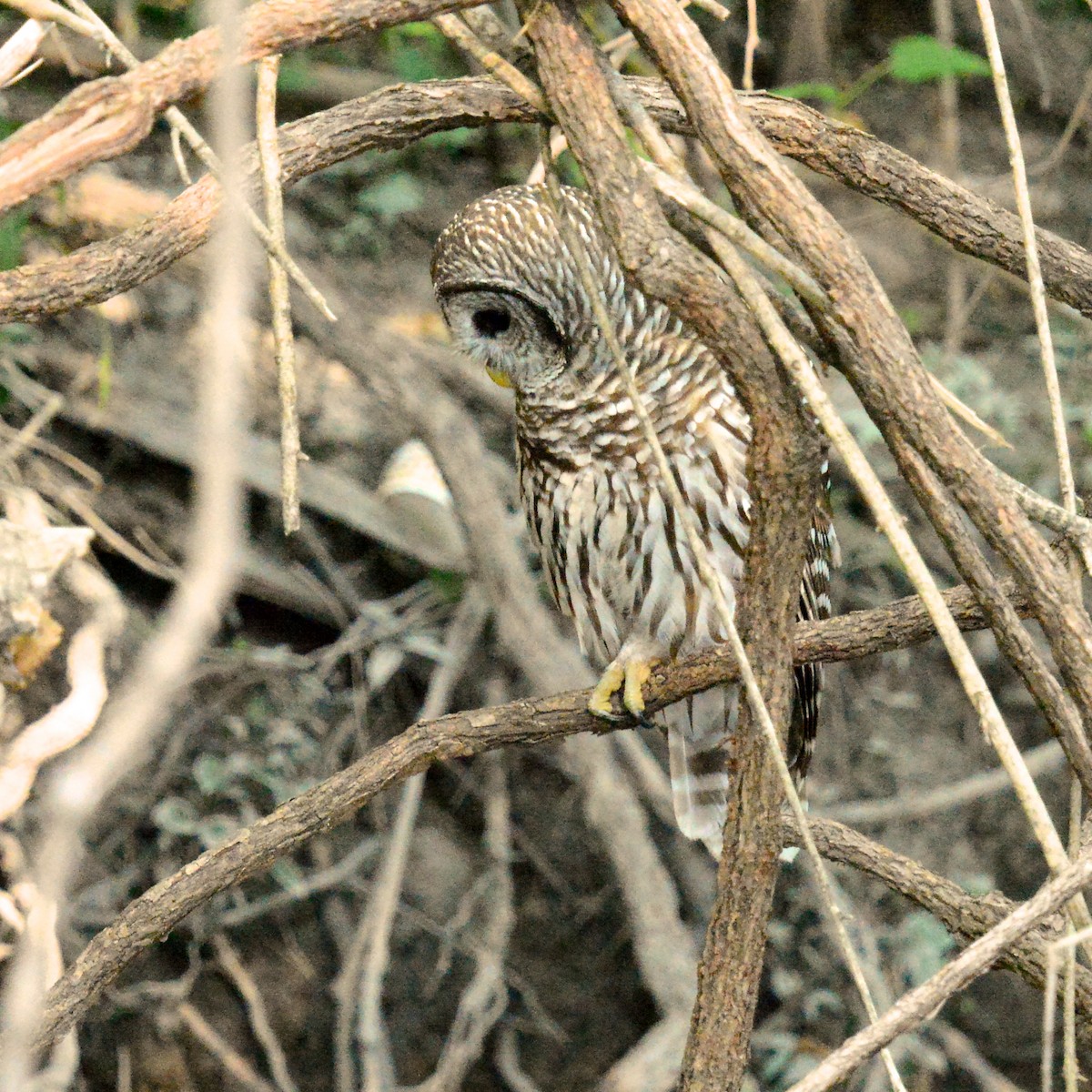 Barred Owl - ML642121440