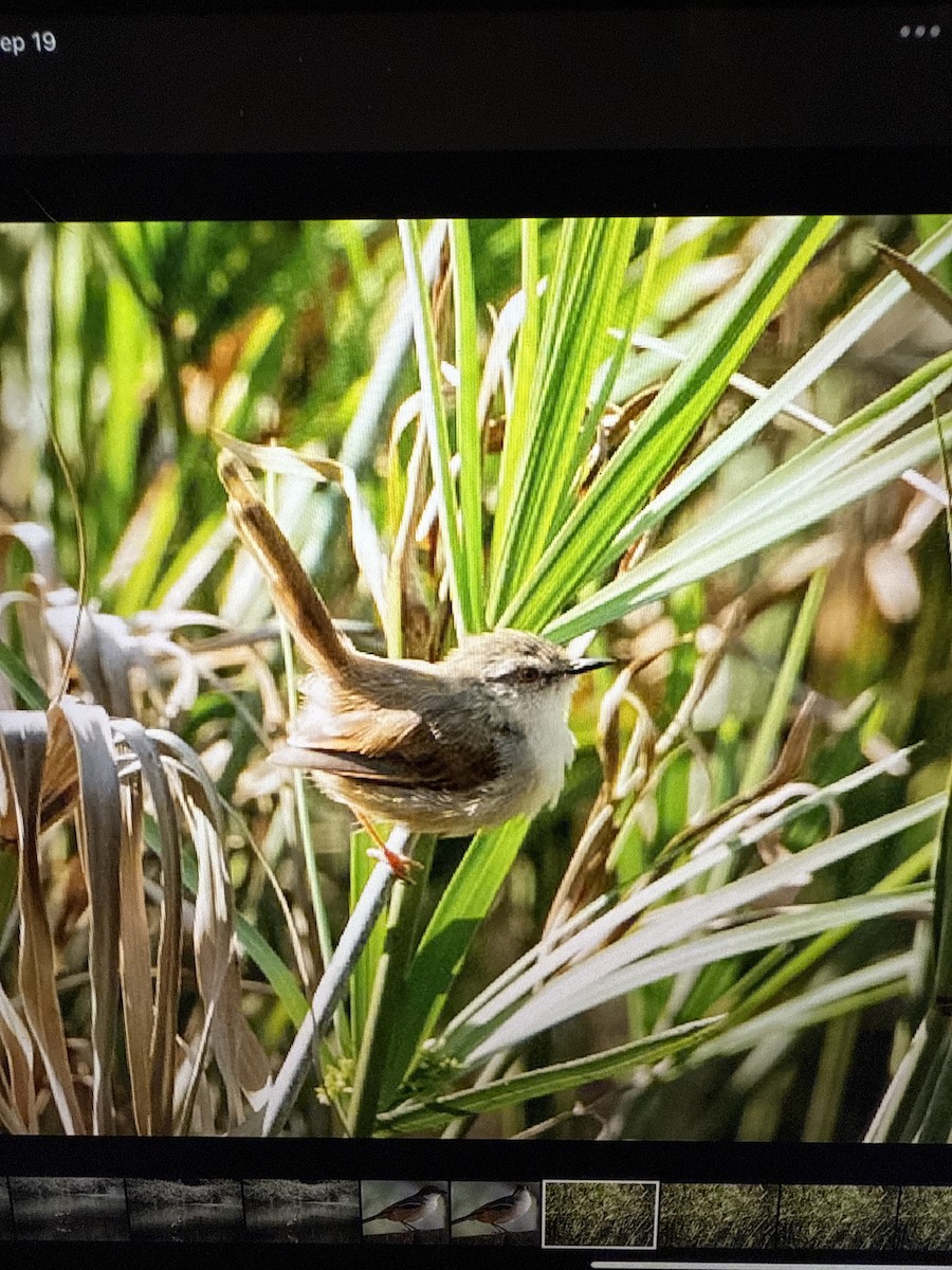 Tawny-flanked Prinia - ML642121441