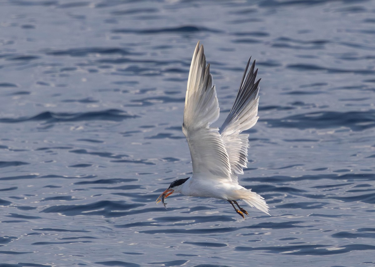 Elegant Tern - ML642121442