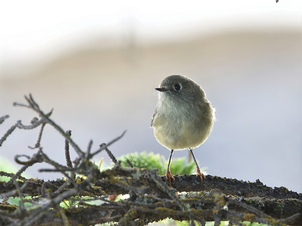 Ruby-crowned Kinglet - ML642121447