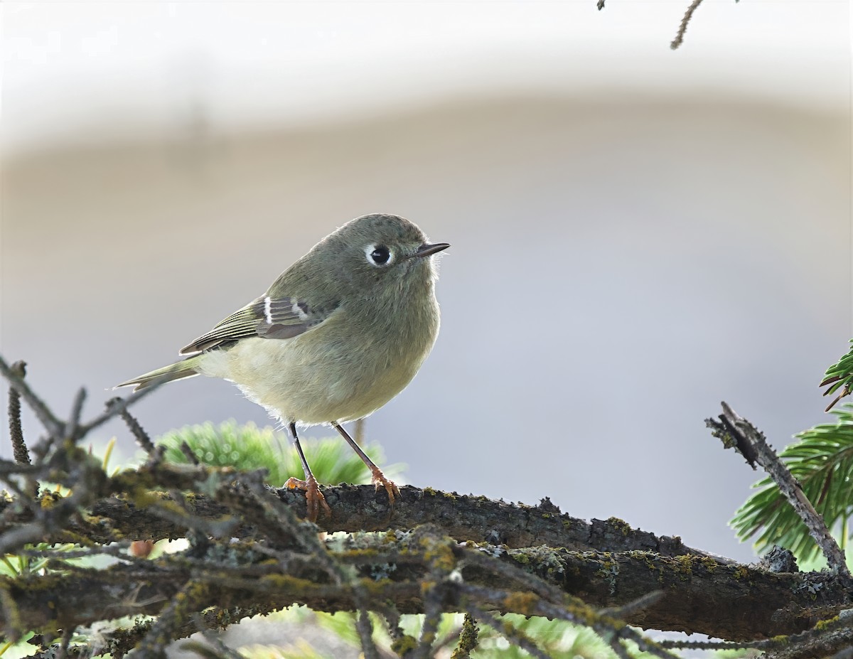 Ruby-crowned Kinglet - ML642121448